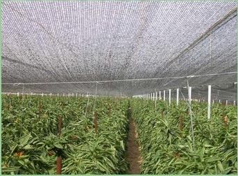 Nông nghiệp Nhà kính Shade Netting, 2 x 100m, 30gsm - 300gsm