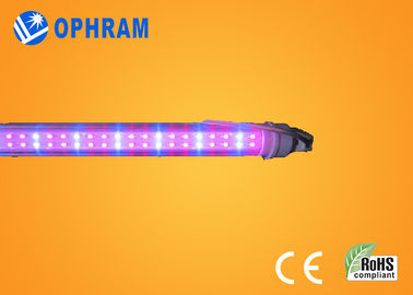 High Power IP20 Tomato / Xà lách / cần sa trong nhà Led Grow Lights AC85V-265V