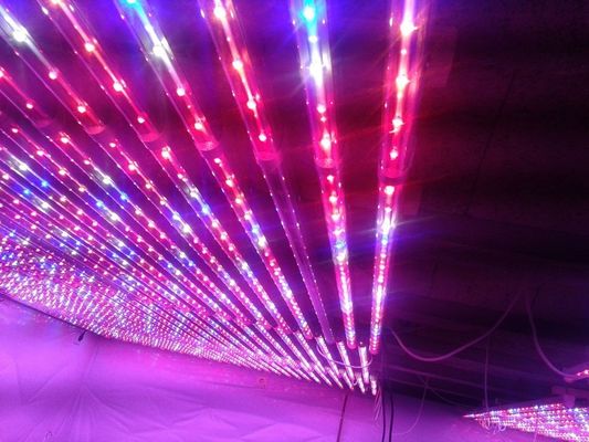 G13 Plant LED Grow Đèn đỏ và xanh Hydroponic cho nhà kính nông nghiệp